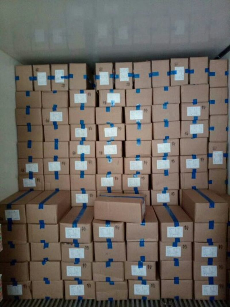 阿根廷红虾L1