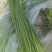 山东冷库蒜苔*红帽/白帽蒜苔*品类规格齐全