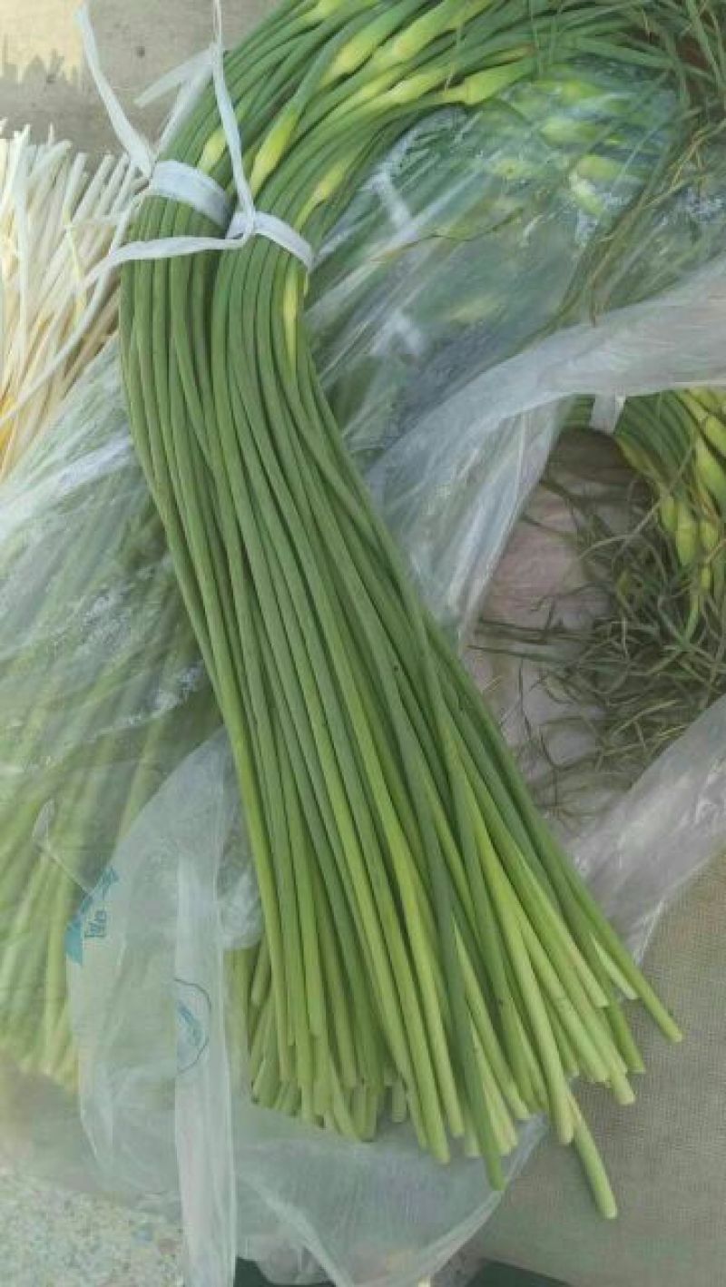 山东冷库蒜苔*红帽/白帽蒜苔*品类规格齐全