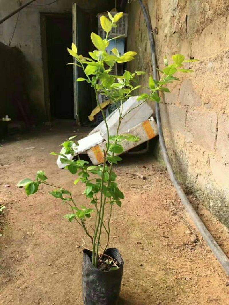 蓝莓苗脱毒蓝莓苗基地直销当年结果