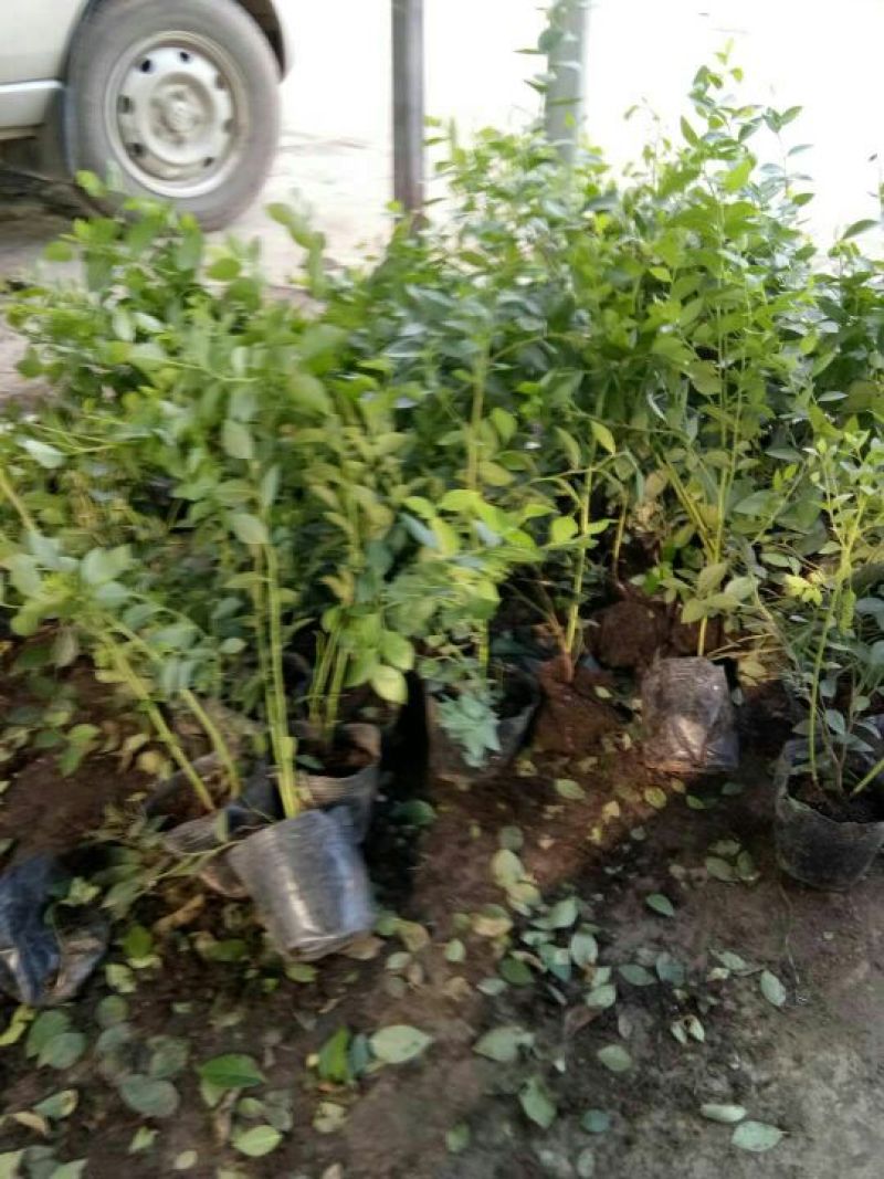 蓝莓苗脱毒蓝莓苗基地直销当年结果