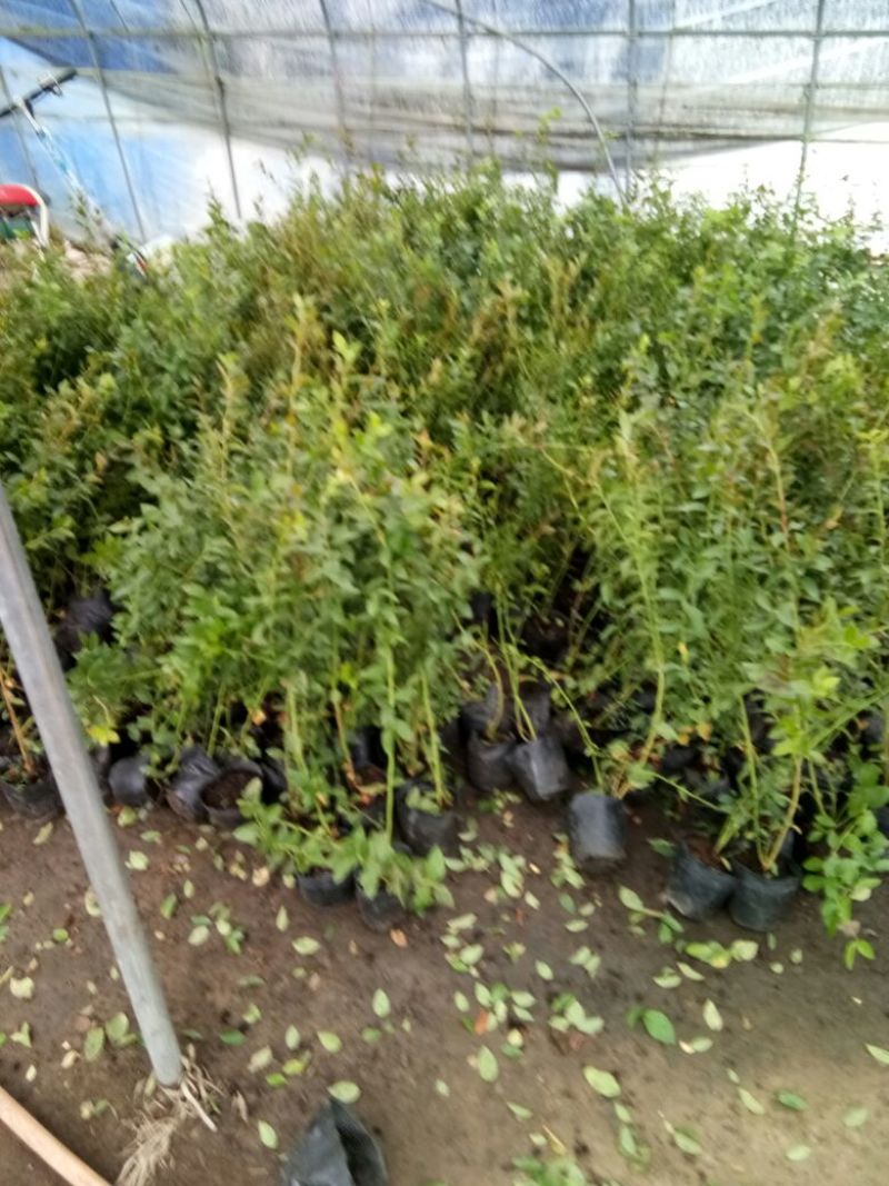 蓝莓苗脱毒蓝莓苗基地直销当年结果