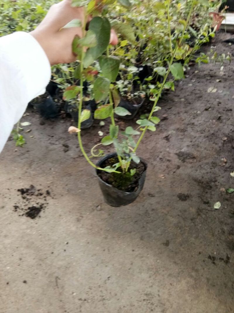 蓝莓苗脱毒蓝莓苗基地直销当年结果