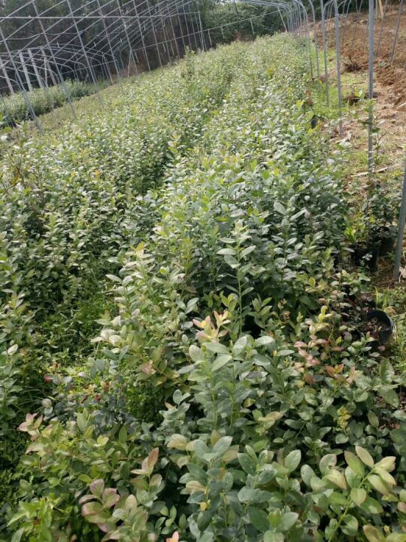 蓝莓苗脱毒蓝莓苗基地直销当年结果