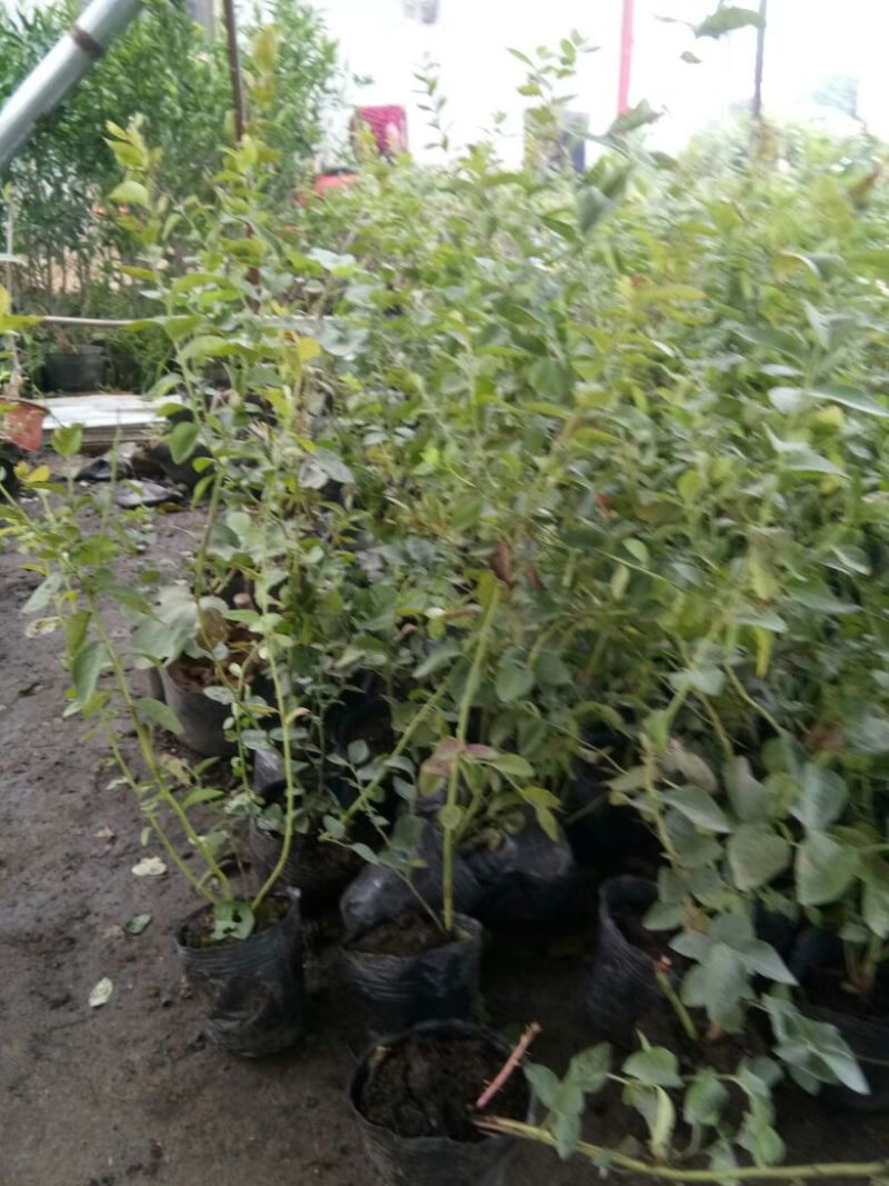 蓝莓苗脱毒蓝莓苗基地直销当年结果