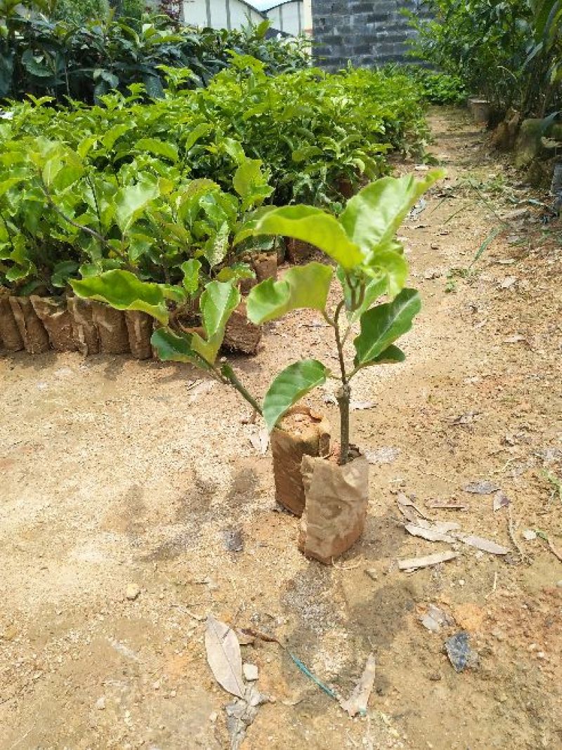 百香果苗紫香，黄金果，满天星