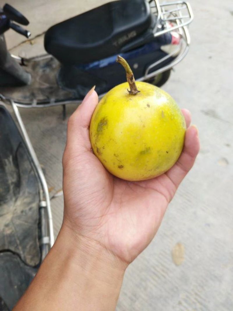 百香果苗紫香，黄金果，满天星