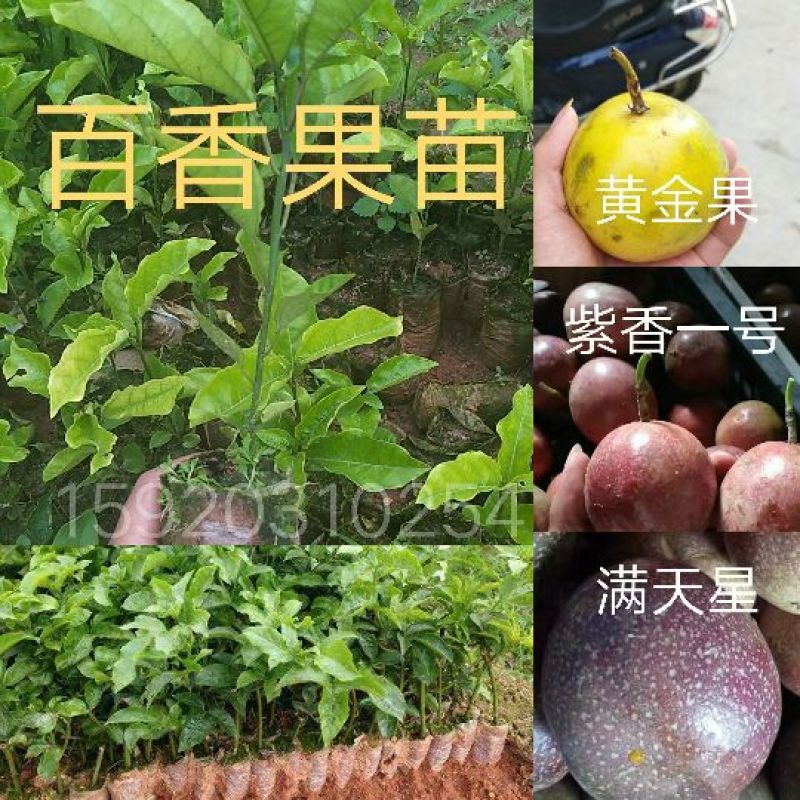 百香果苗紫香，黄金果，满天星