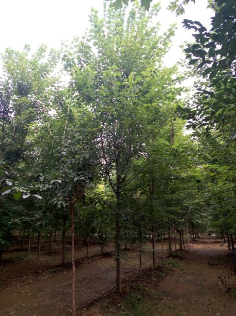 美国红枫秋火焰5-20公分量大供应要的抓紧预订