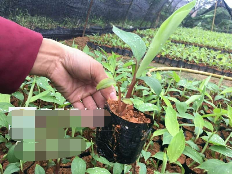 香蕉苗一级良种1~2年