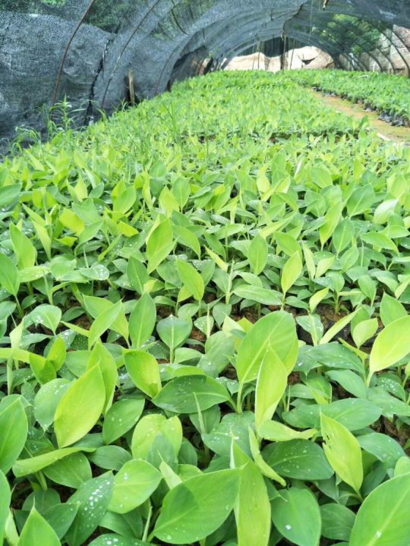 香蕉苗一级良种1~2年