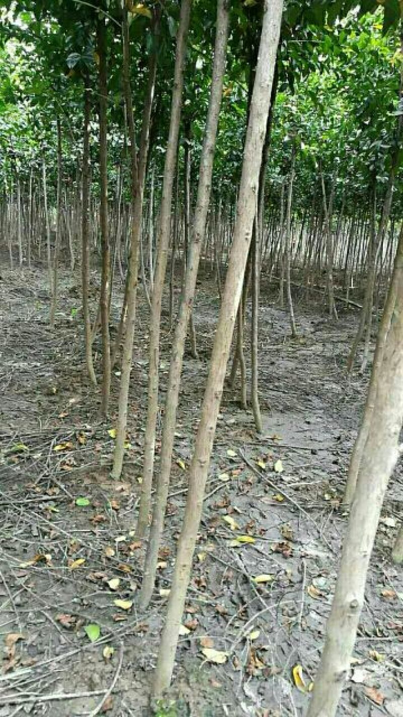 紫薇1米以下2~4cm2.5~3米要的抓紧预订