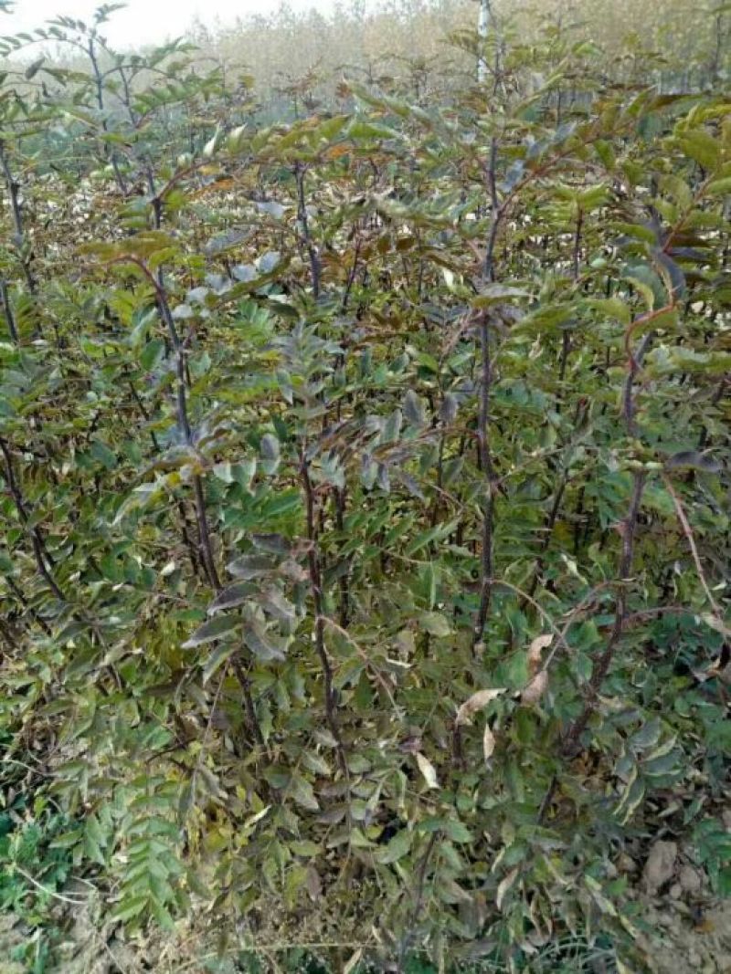 大红袍花椒苗1~2年