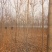 白蜡树4~6cm4~6cm