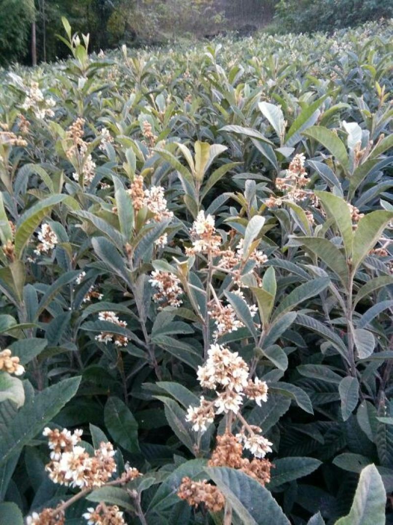 精品枇杷树苗大量出售质优价廉杜绝假苗劣质苗量大从优