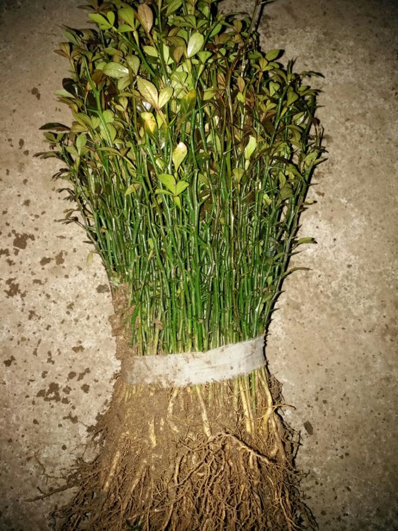 枸橘苗20~30cm