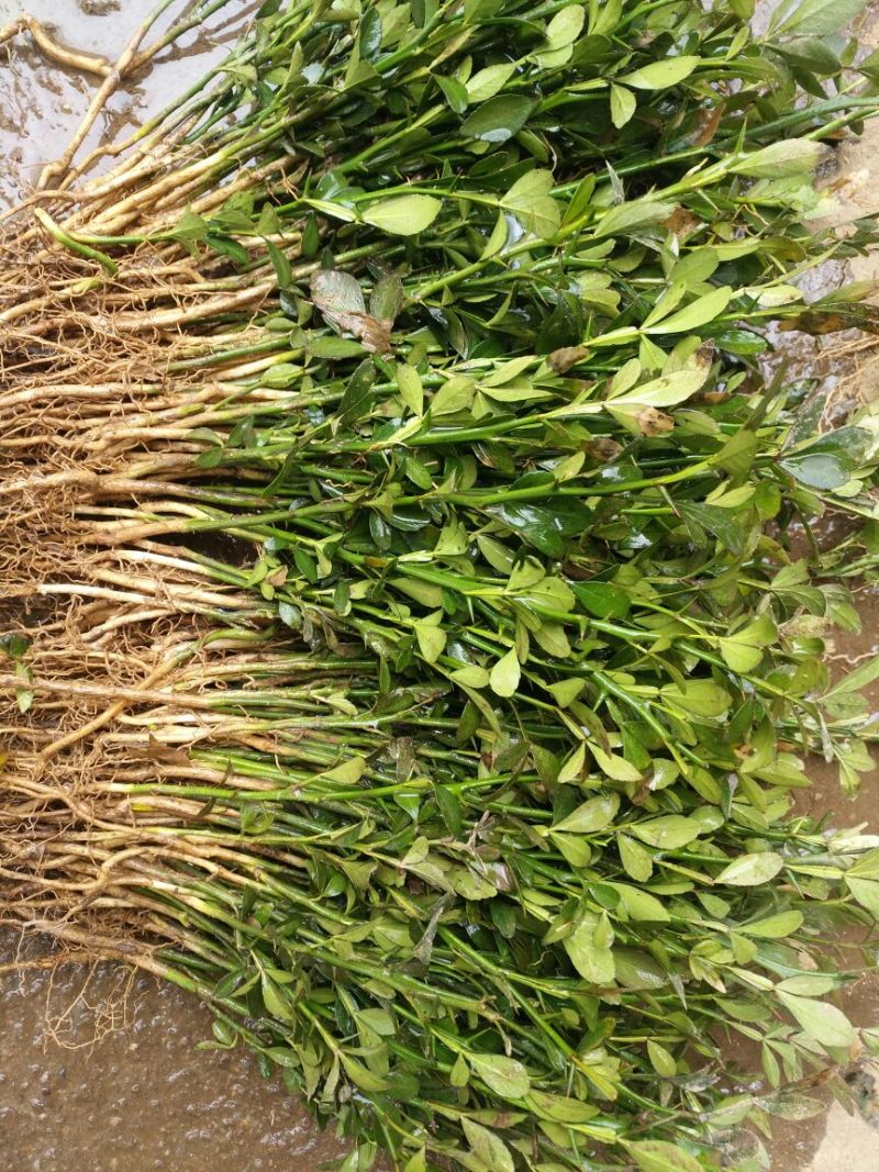 枸橘苗20~30cm