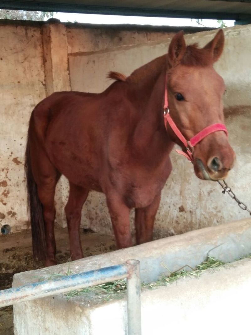 乘骑马阿拉伯马汗血马蒙古马伊犁马