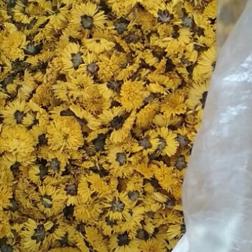 皇菊茶一级