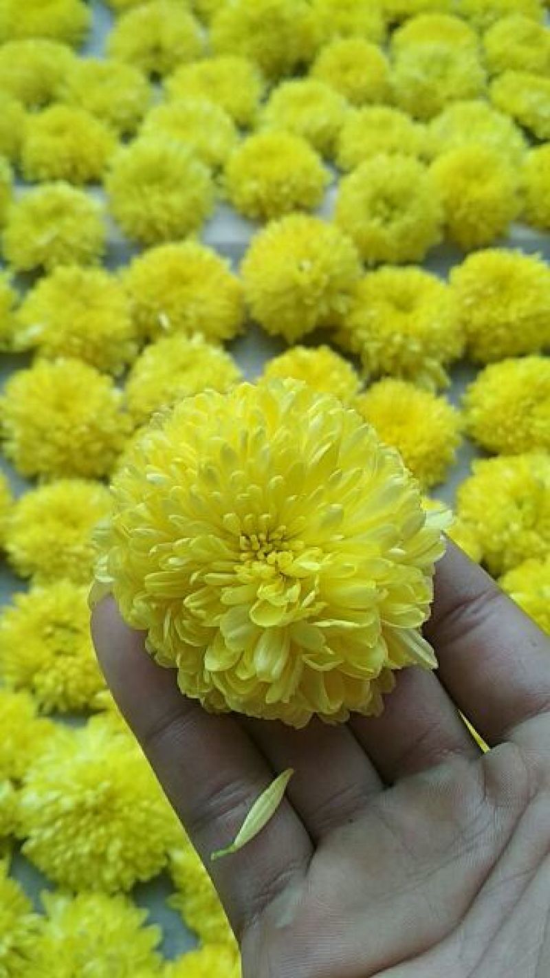 皇菊茶一级