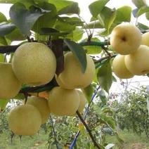 批发供应1公分以上的黄金梨树苗品种纯正梨树苗