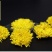 菊花茶菊花茶
