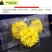 菊花茶菊花茶