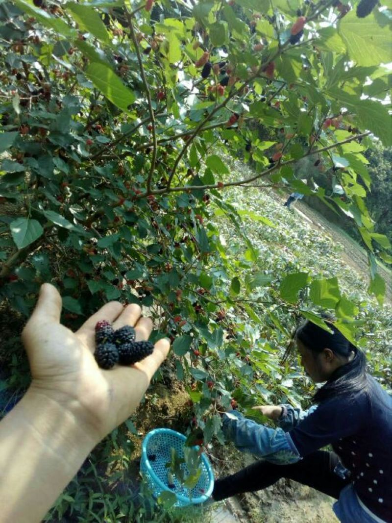 大十桑树苗60~80cm