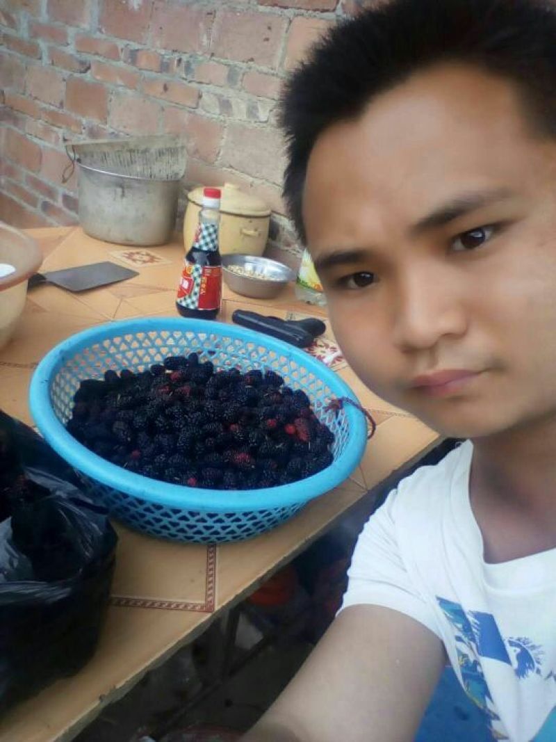 大十桑树苗60~80cm