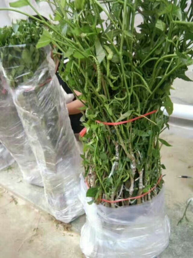 大十桑树苗60~80cm