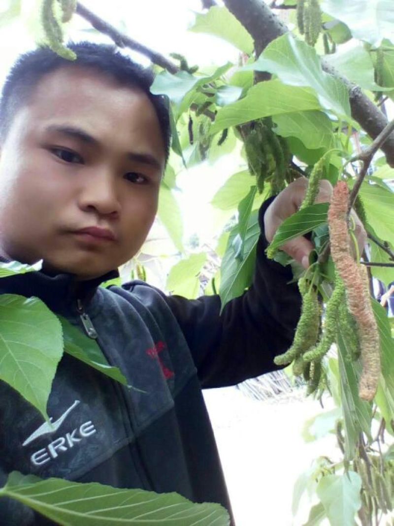 大十桑树苗60~80cm