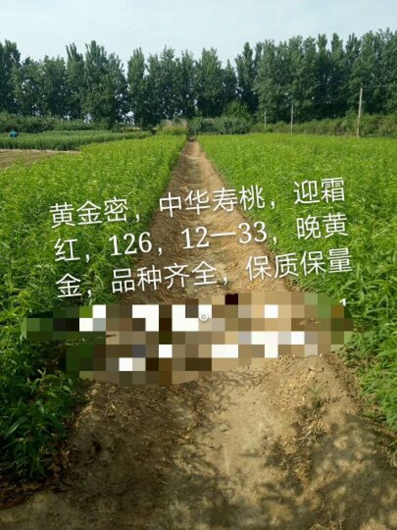 黄金蜜桃树苗子，，价格优惠。保质保量，品种齐全，油桃。