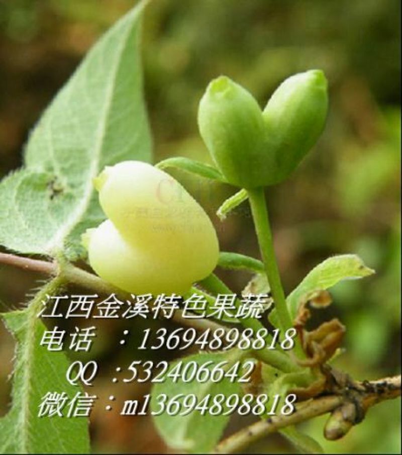 相思果树苗