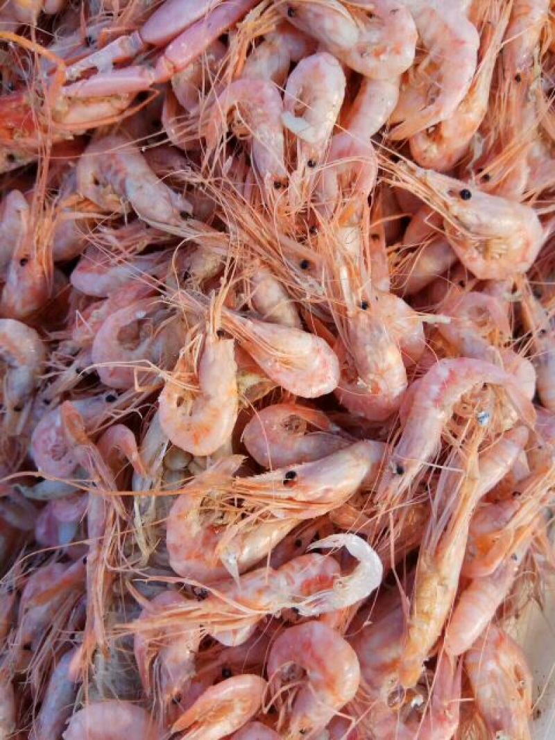 红虾食用冻虾