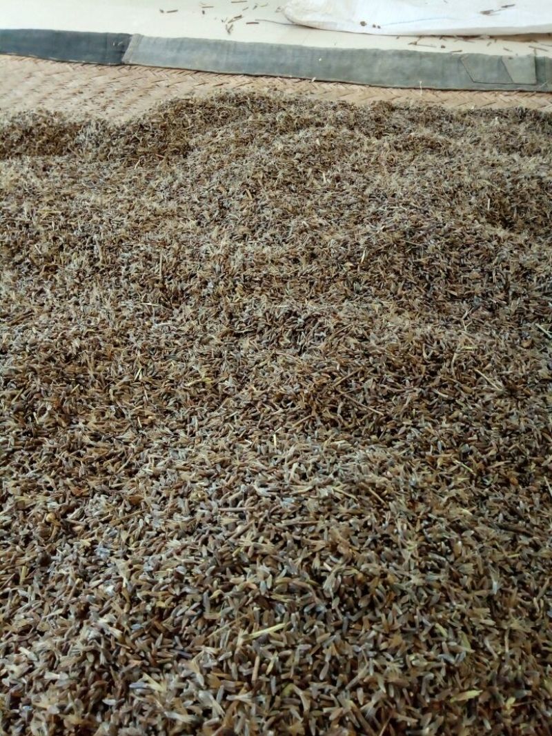 苍术苍术种子新产50斤