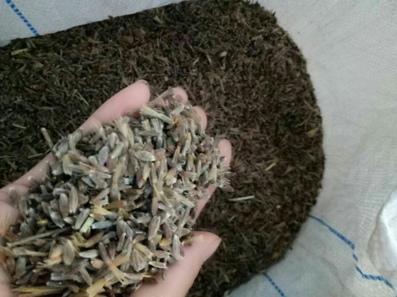 苍术种子