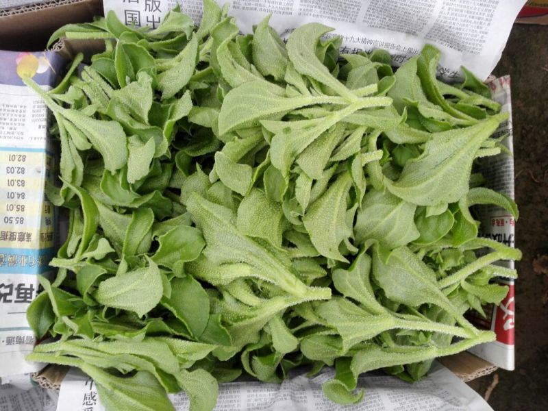 冰草、冰菜、非洲冰草、特菜、基地直供、量大优惠