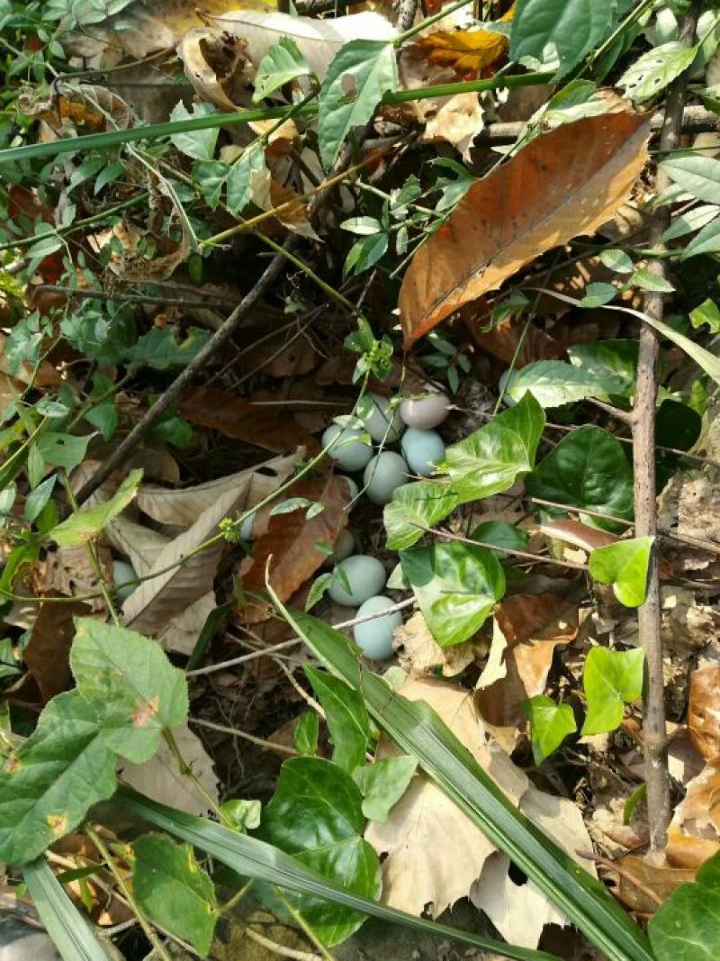 绿壳鸡蛋50g以下食用