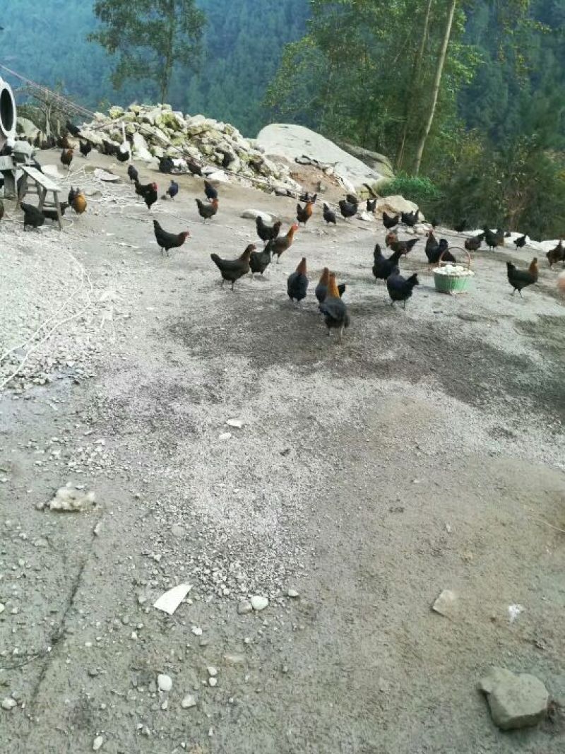 绿壳鸡蛋50g以下食用