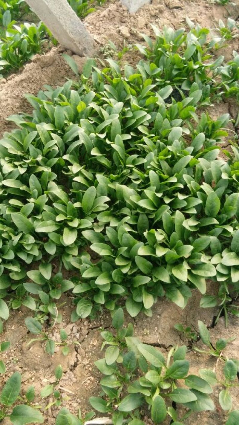 大叶菠菜20~25厘米