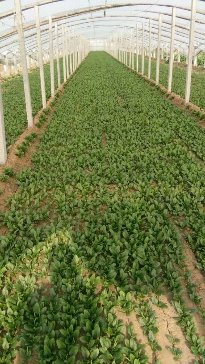 大叶菠菜20~25厘米