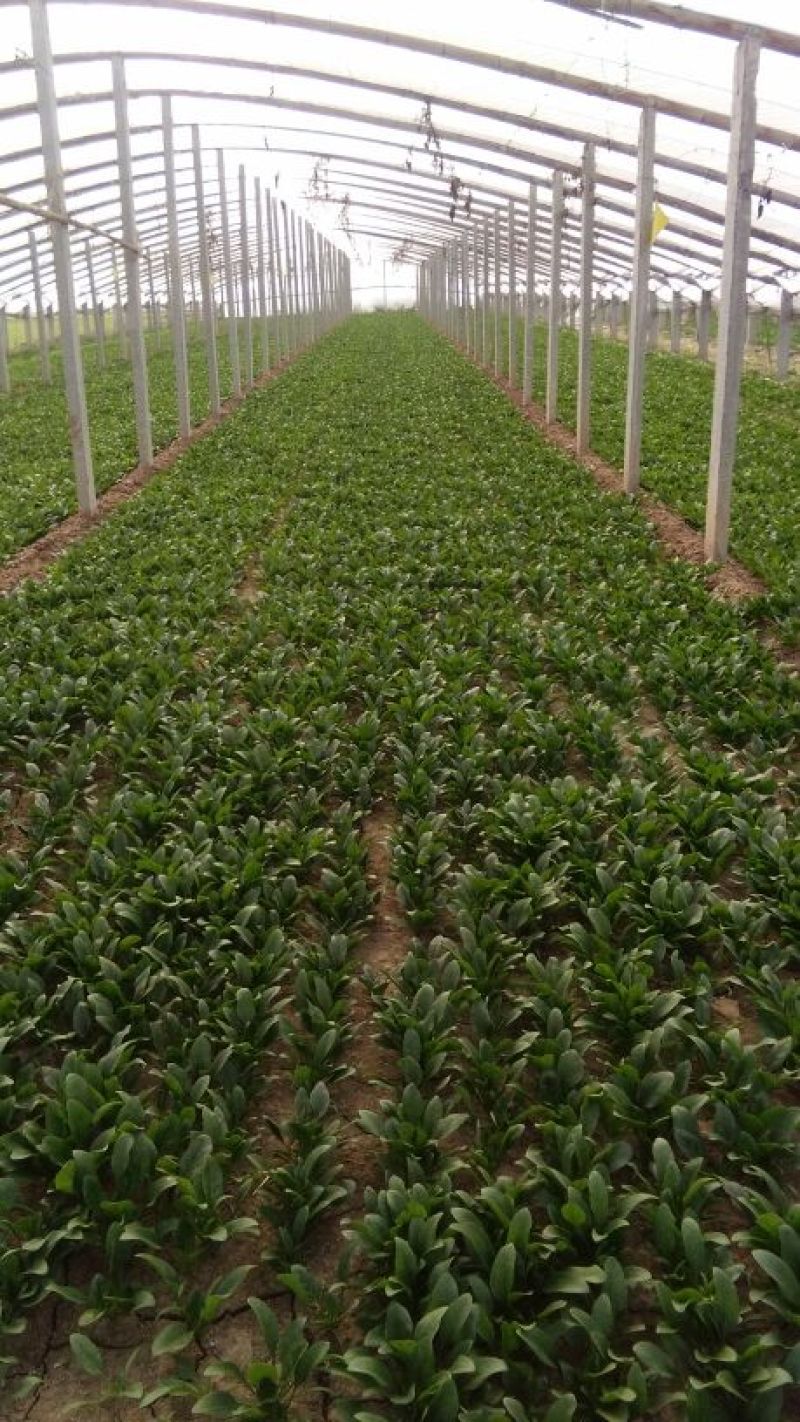 大叶菠菜20~25厘米