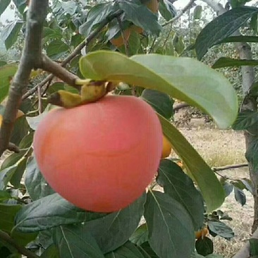 柿饼1~2两
