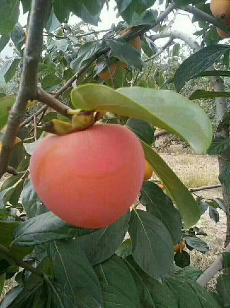 柿饼1~2两