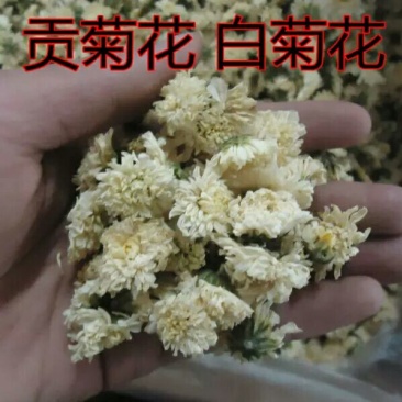 杭白菊散装