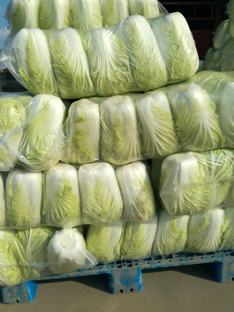 精品优质大白菜净菜4~6斤大量上市中。