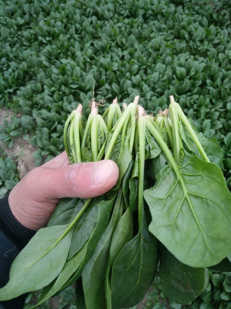 菠菜10~15厘米