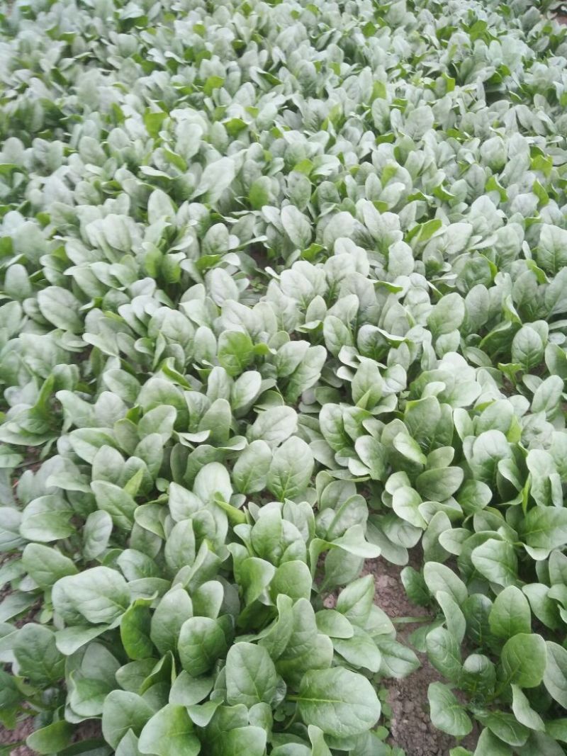 菠菜10~15厘米