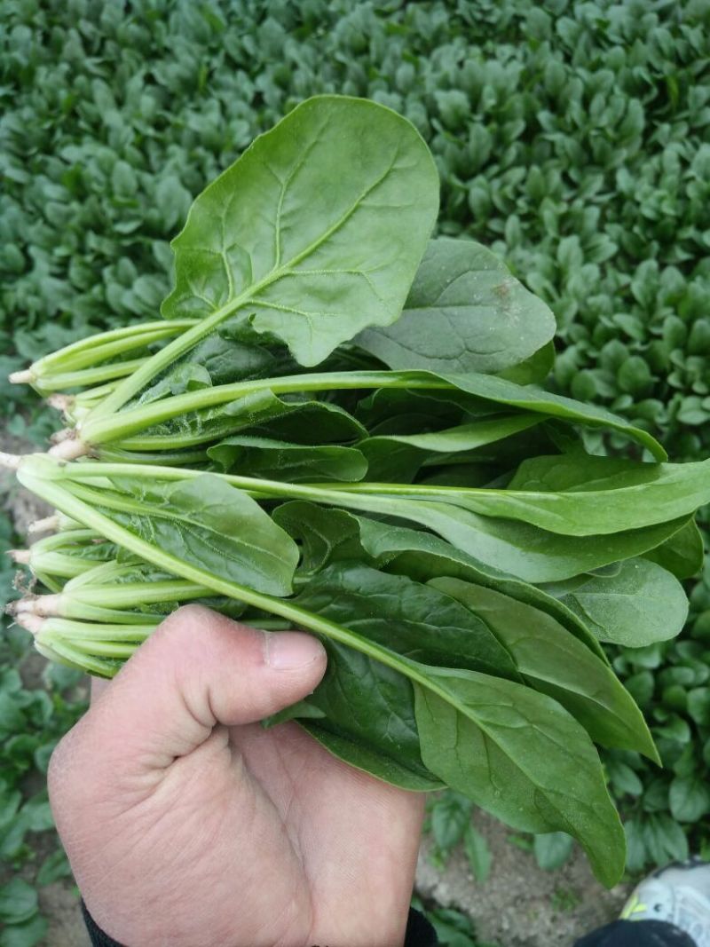 菠菜10~15厘米