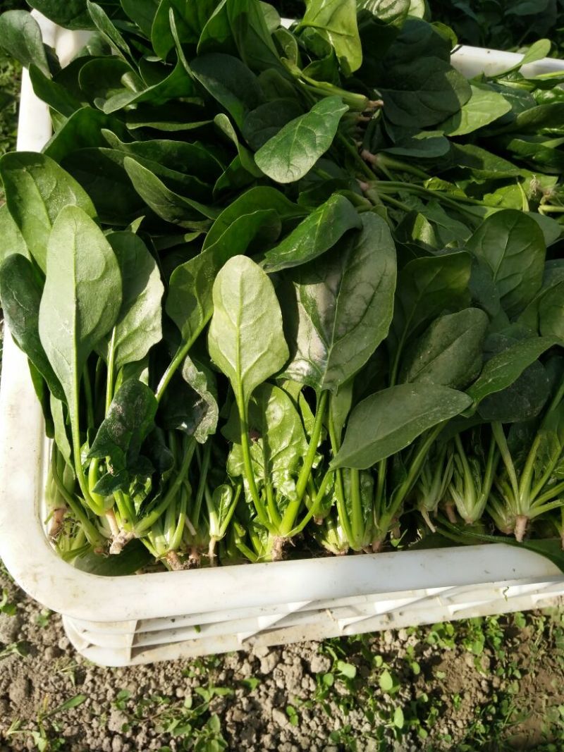 菠菜10~15厘米